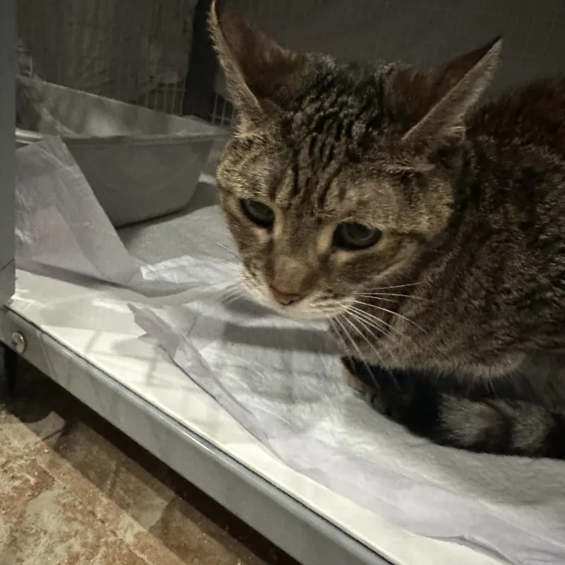 A young medium-sized female Brown / Chocolate Domestic Short Hair cat named Strawberry Fields for adoption in Middle Village, NY