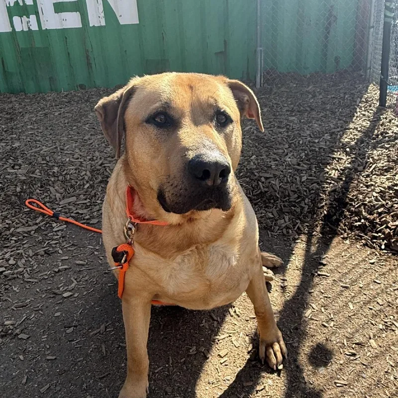 An adult extra large-sized male White / Cream Mixed Breed dog named Clydes for adoption in Tacoma, WA