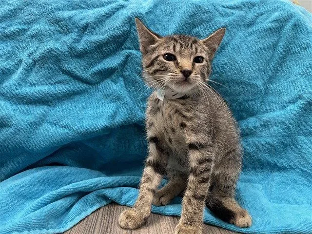 A baby small-sized female Brown / Chocolate Domestic Short Hair cat named Story for adoption in Tavares, FL