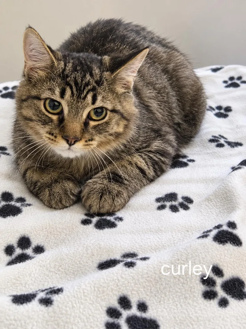 A baby medium-sized male Domestic Medium Hair cat named Curley for adoption in Oviedo, FL