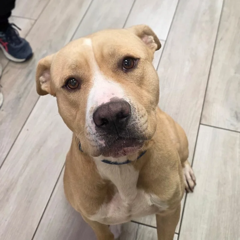 An adult medium-sized male Pit Bull Terrier dog named Brunswick for adoption in Chatham, VA
