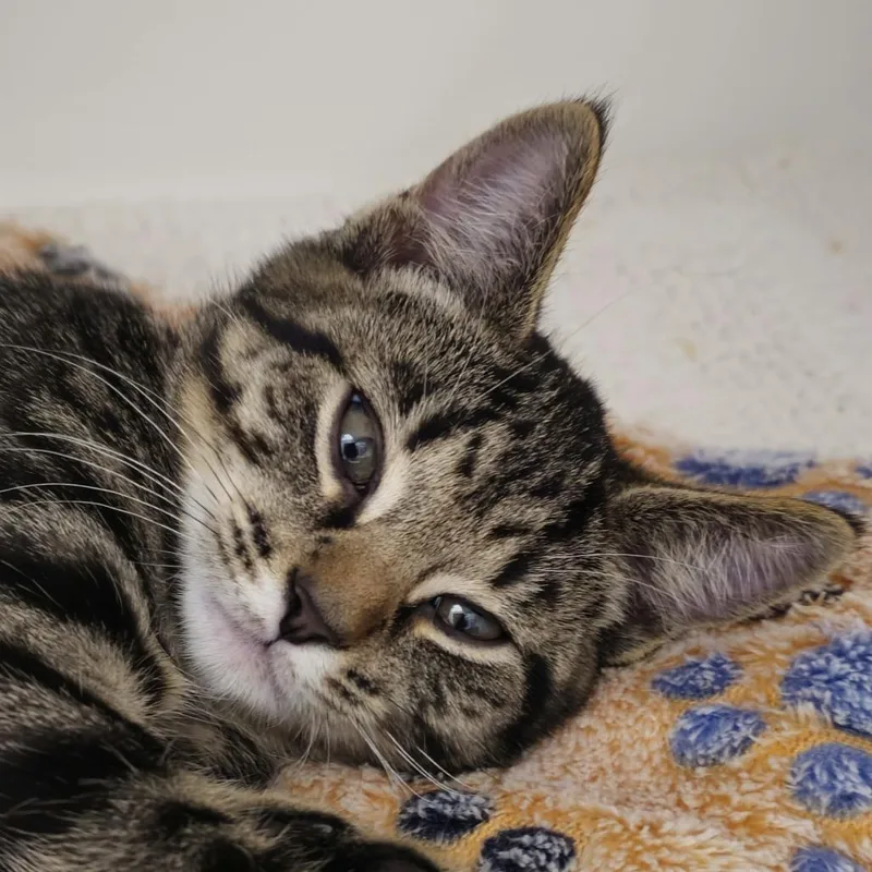 A baby small-sized male Domestic Short Hair cat named Sagittarius for adoption in Cumming, GA