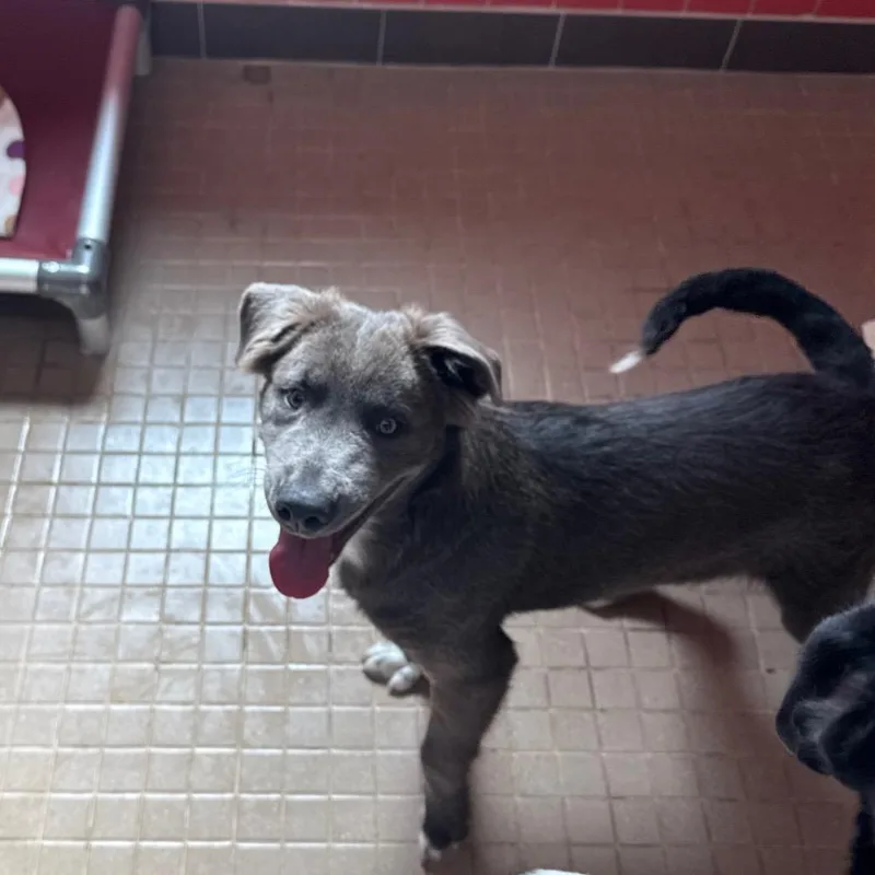 A baby medium-sized male Gray / Blue / Silver Terrier dog named Porkchop for adoption in Albuquerque, NM