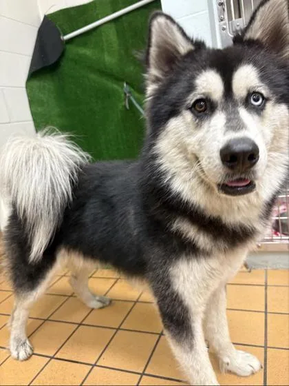 A young medium-sized male Husky dog named Steele for adoption in Gainesville, FL