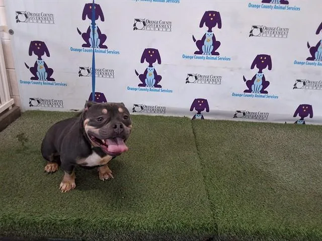 An adult medium-sized female American Bulldog dog named British for adoption in Orlando, FL