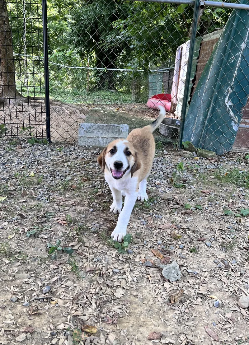 A baby large-sized female Great Pyrenees dog named Apple for adoption in Tracy City , TN