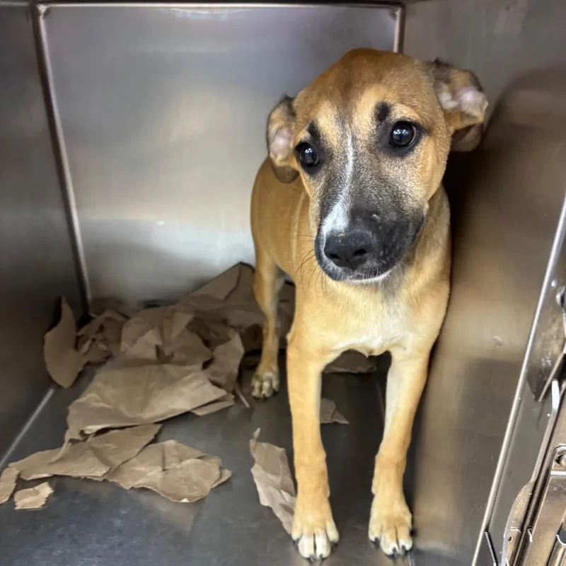 A baby small-sized female Brown / Chocolate Terrier dog named Martha for adoption in Parrish, AL