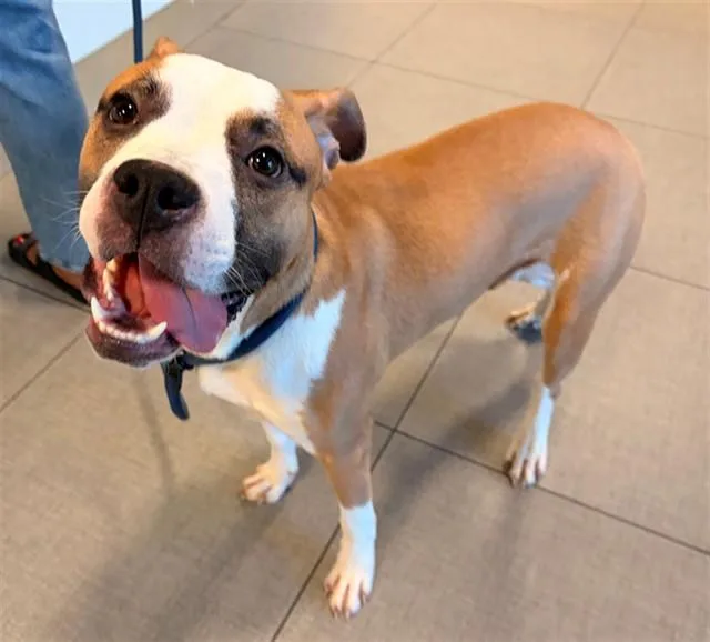 An adult large-sized male Boxer dog named Unknown for adoption in Rancho Cucamonga, CA