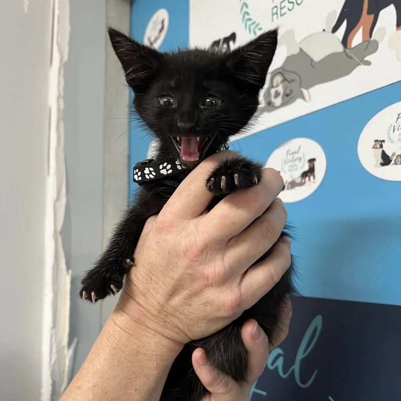 A baby medium-sized male Domestic Short Hair cat named Fezzik for adoption in Columbia, SC