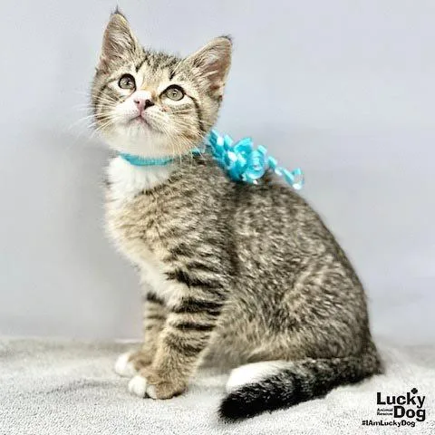 A baby medium-sized male Domestic Short Hair cat named Koko for adoption in Washington, DC
