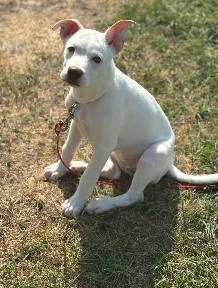 A baby medium-sized female Mixed Breed dog named Liz for adoption in MYRTLE BEACH, SC