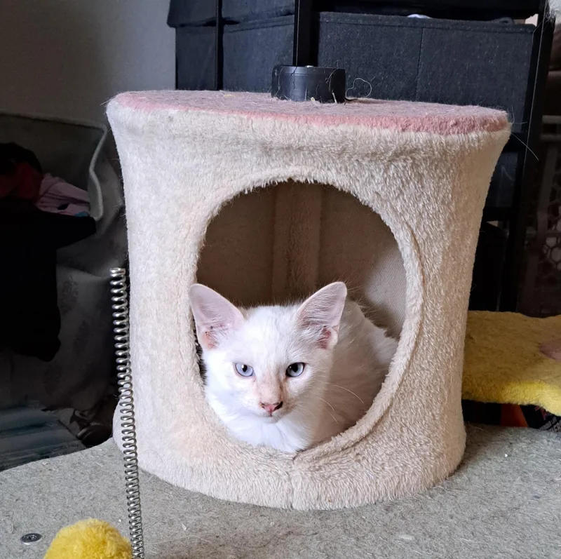 Casper