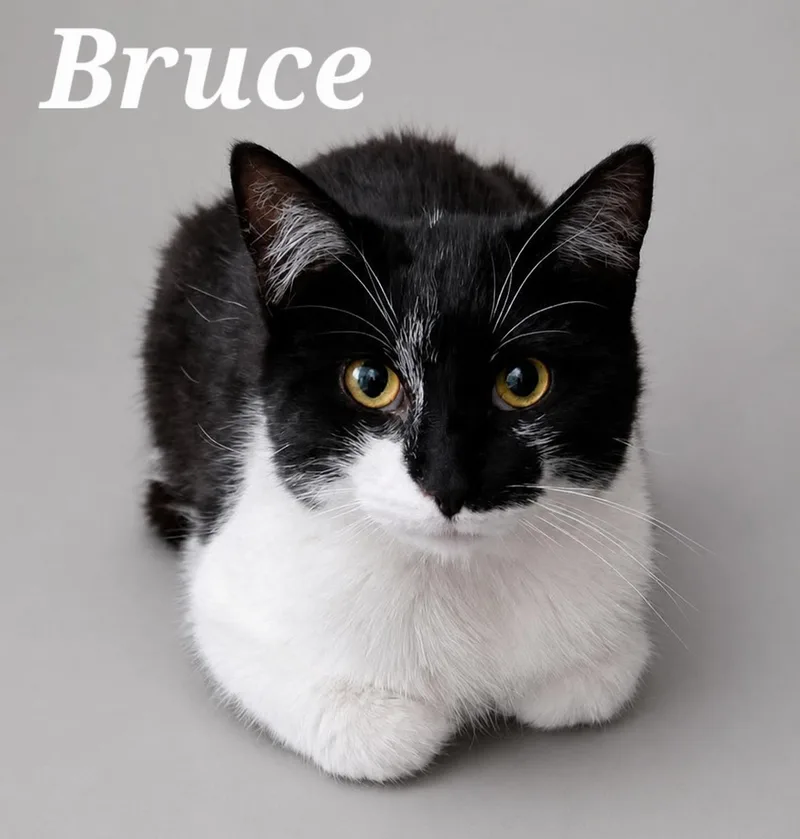 Bruce