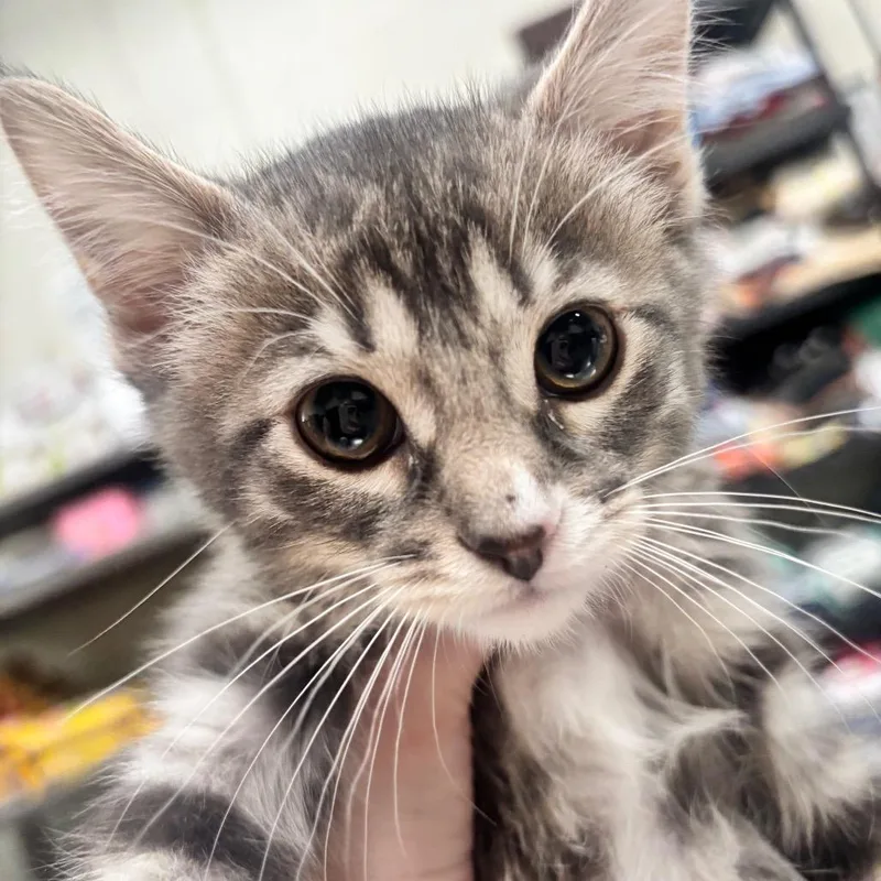 A baby small-sized female Gray / Blue / Silver Domestic Long Hair cat named Sesame C for adoption in Napoleon, OH
