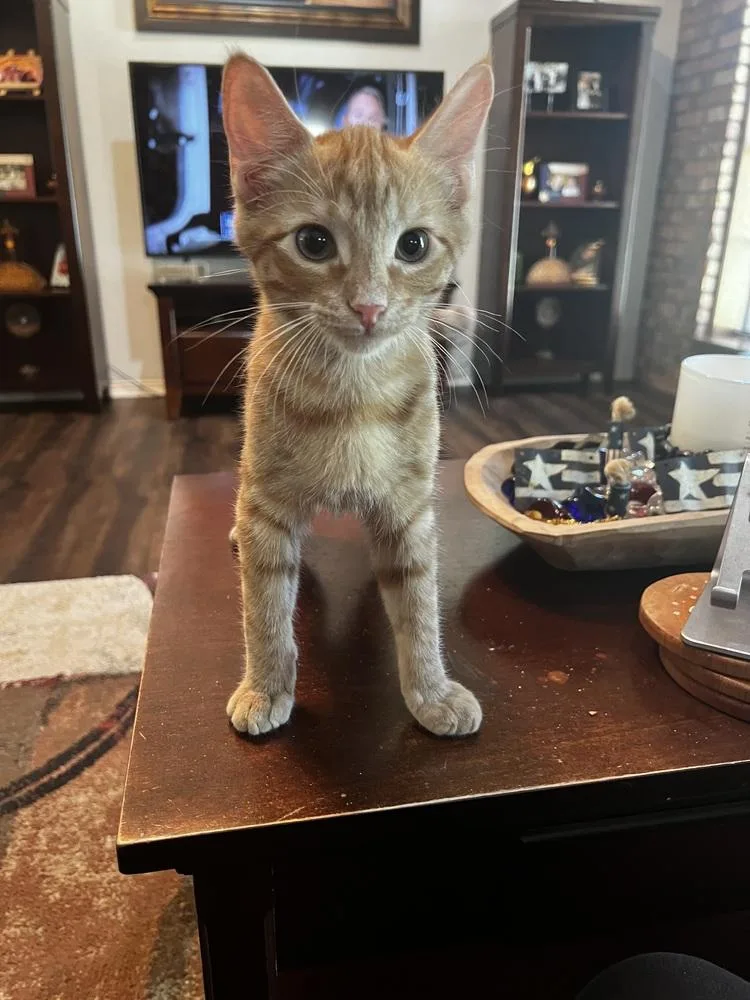 A baby small-sized male Tabby cat named Jett for adoption in Dallas, TX