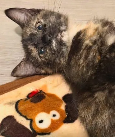 A baby medium-sized female Tortoiseshell cat named Copper for adoption in Calera, AL