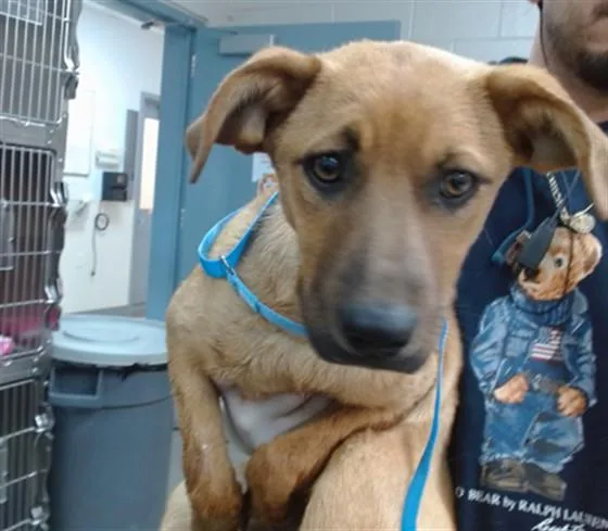 A young large-sized female German Shepherd Dog dog named Heidi for adoption in Salinas, CA