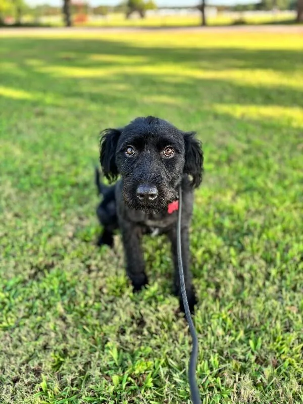 Otis