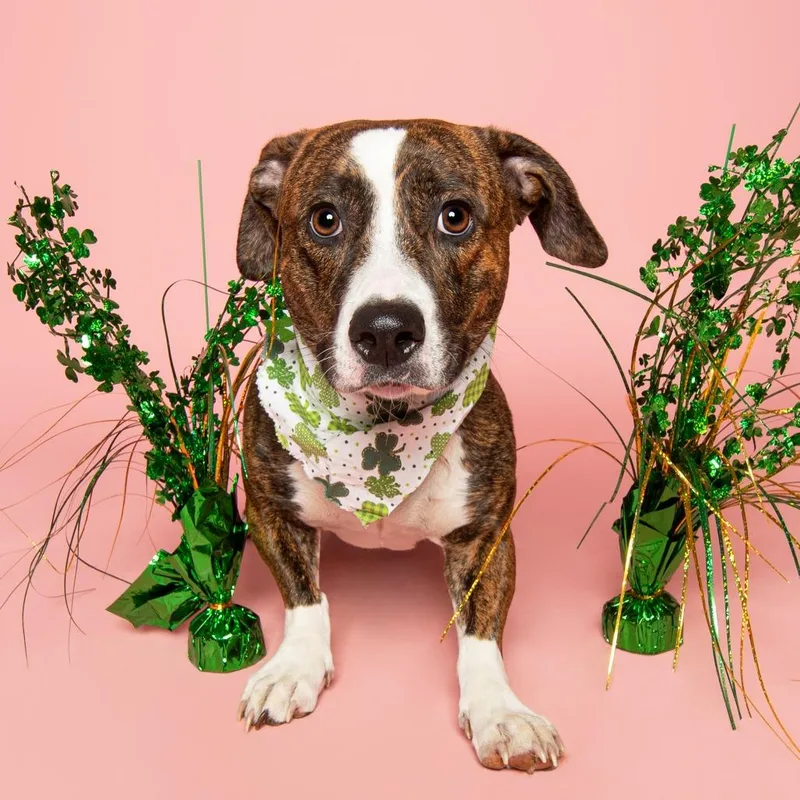 An adult medium-sized female Brown / Chocolate Bull Terrier dog named Tia for adoption in Louisville, KY