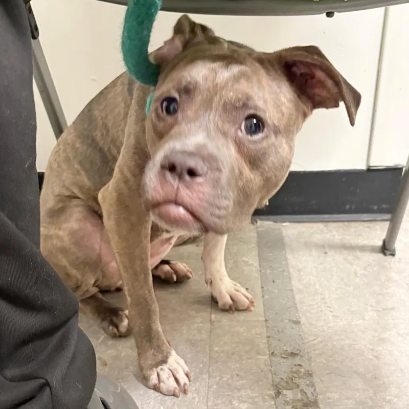 A young medium-sized female Brindle Mixed Breed dog named Novani for adoption in Philadelphia, PA