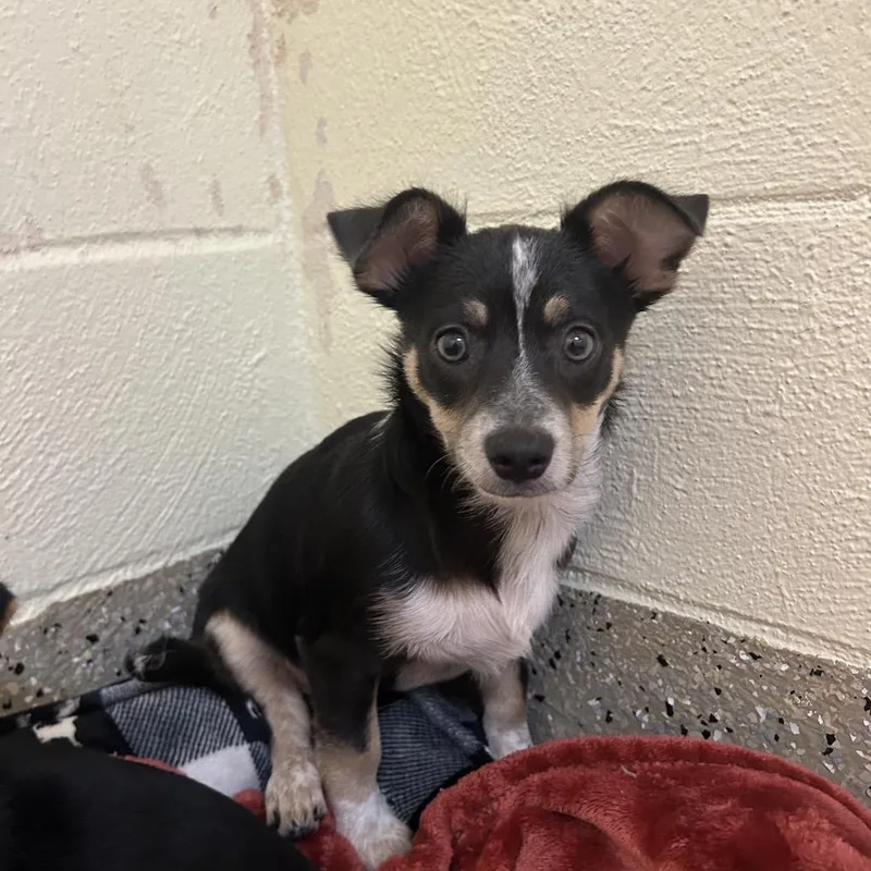 A baby small-sized male Black Mixed Breed dog named Cream Cheese for adoption in Pensacola, FL