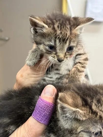 A baby small-sized female Domestic Short Hair cat named Spudsy for adoption in Memphis, TN