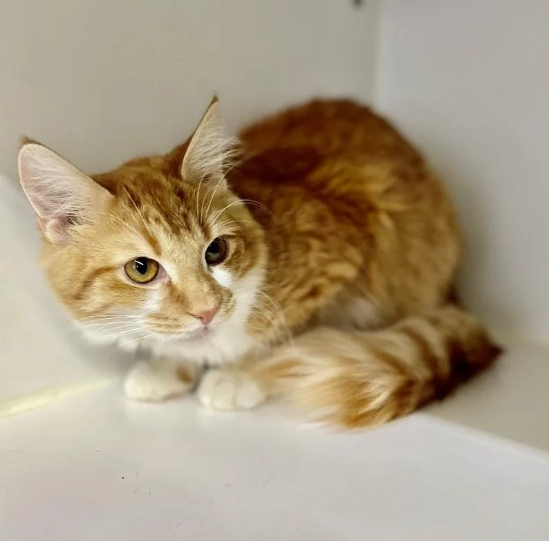 An adult medium-sized male Orange & White Domestic Medium Hair cat named Leo ~ I Need for adoption in Rochester, IN