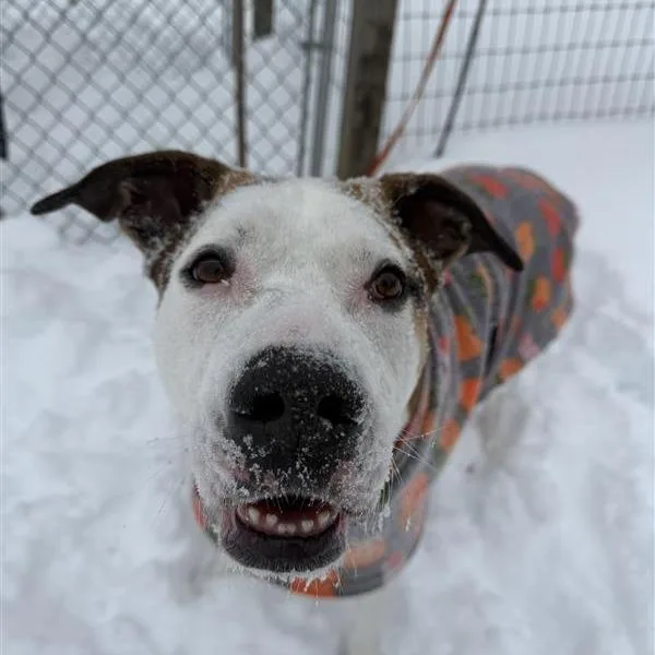 Champion thumbnail 2