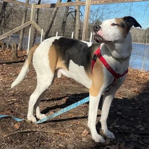 Champion thumbnail 3