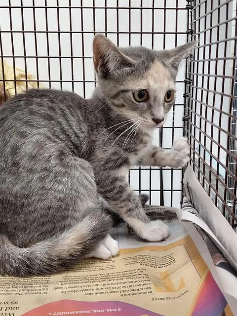 A baby small-sized female Domestic Short Hair cat named Clawdia for adoption in Fort Lauderdale, FL