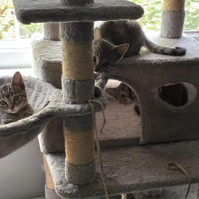 A baby small-sized male Tabby (Brown / Chocolate) Domestic Short Hair cat named Lynx for adoption in Pittsburgh, PA