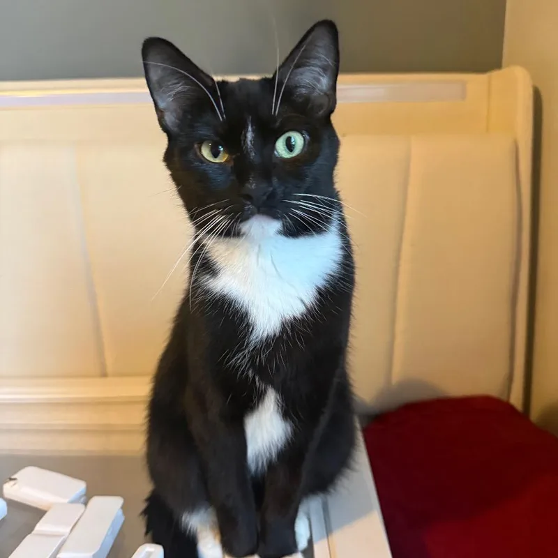 A young small-sized female Black Domestic Short Hair cat named Mabel for adoption in Frederick, MD