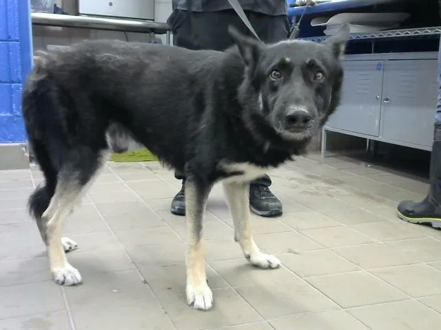 An adult large-sized male German Shepherd Dog dog named Bejorn for adoption in Albuquerque, NM