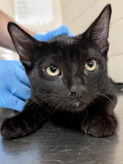 A young small-sized male Domestic Short Hair cat named Dutch Bros for adoption in San Antonio, TX
