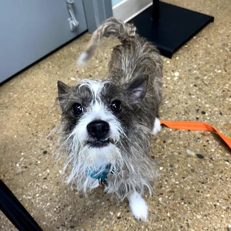 A young small-sized male Brown / Chocolate Mixed Breed dog named Woody for adoption in Skokie, IL
