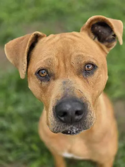 An adult medium-sized female Mixed Breed dog named Marmee for adoption in Sevierville, TN