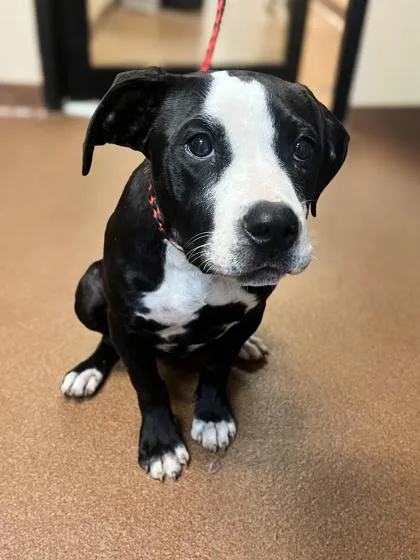 A baby medium-sized female Black Pit Bull Terrier dog named Lilo for adoption in Winfield, KS