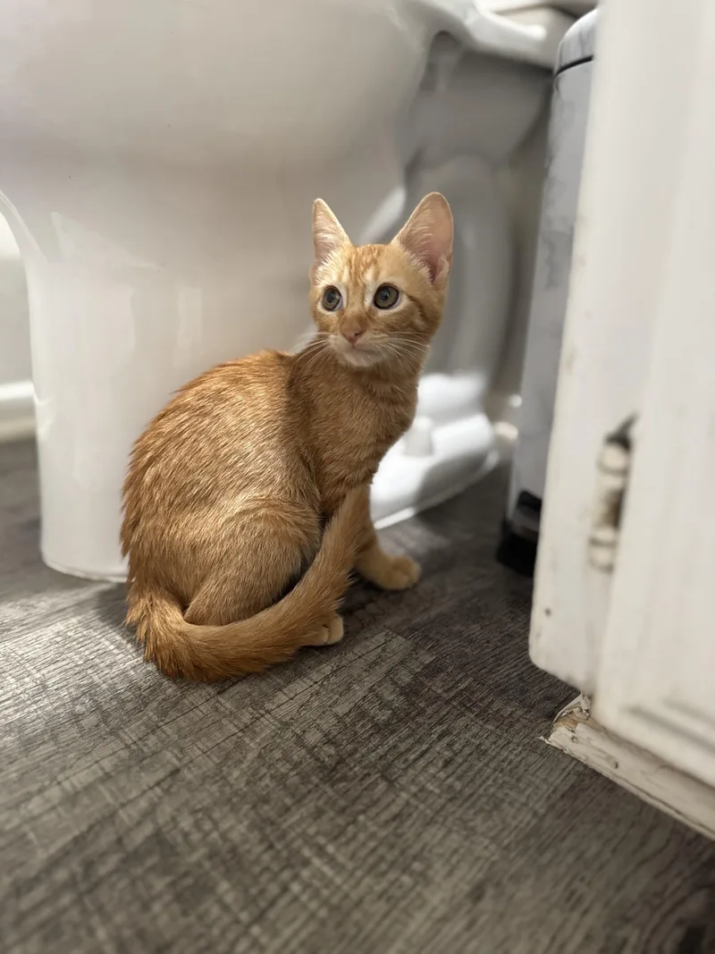 A young medium-sized male Orange / Red Domestic Short Hair cat named Georgie for adoption in North Richland Hills, TX