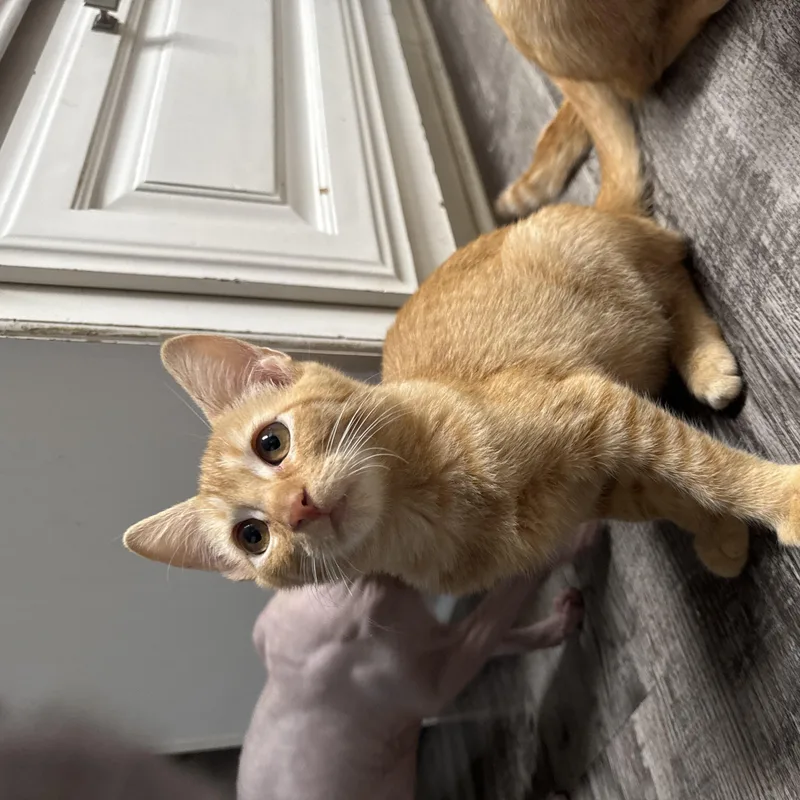 Georgie thumbnail 2