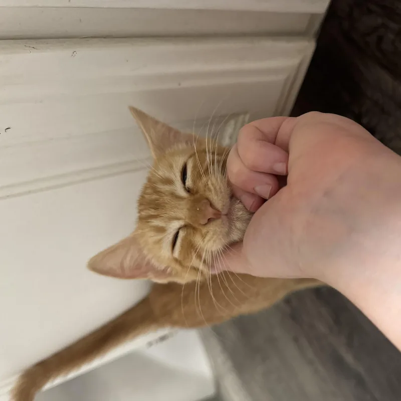 Georgie thumbnail 4