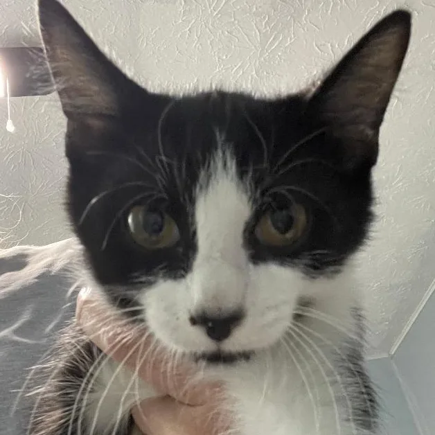 A baby medium-sized male Black & White / Tuxedo Domestic Short Hair cat named Donny for adoption in Spencer, IN