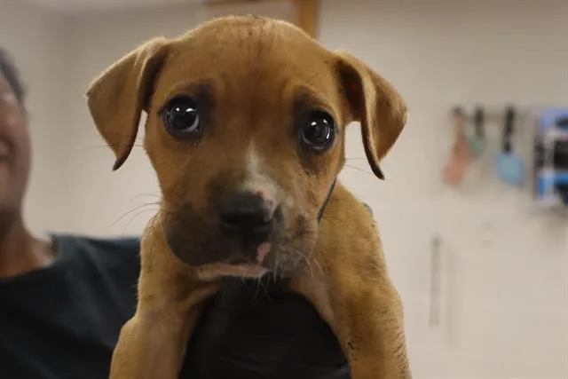 A baby small-sized female Mixed Breed dog named Dayna for adoption in Columbia, SC
