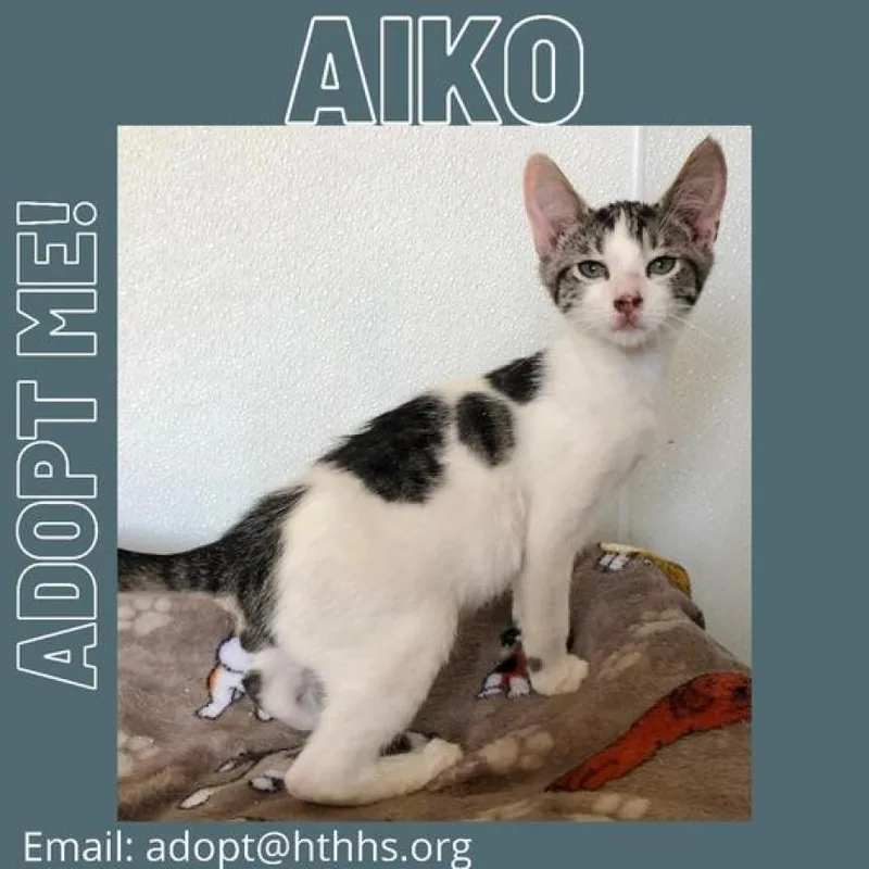 Aiko thumbnail 2
