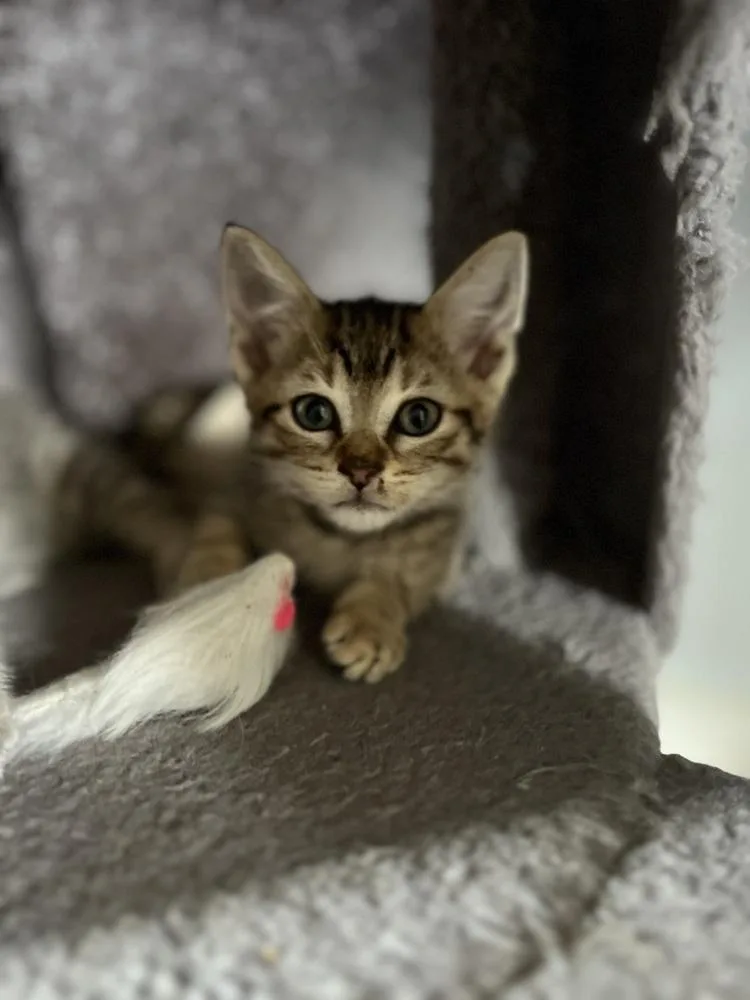 A baby small-sized male Brown / Chocolate Domestic Short Hair cat named Carlos Santana for adoption in Emerald Isle, NC