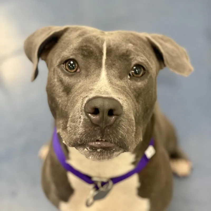 An adult medium-sized female Gray / Blue / Silver Pit Bull Terrier dog named Susie for adoption in Los Angeles, CA