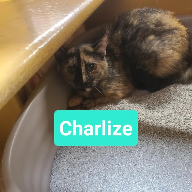 An adult medium-sized female Tortoiseshell Domestic Short Hair cat named Charlize for adoption in Hamburg, NY