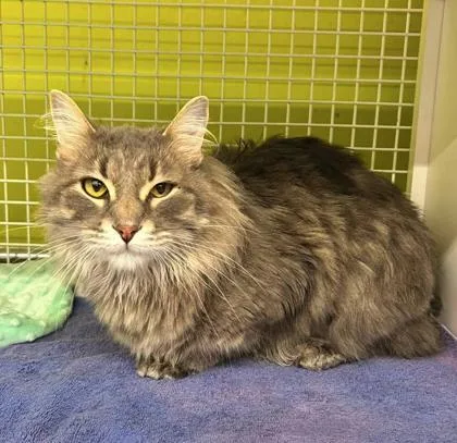 An adult large-sized male Gray / Blue / Silver Domestic Long Hair cat named Ace Hardware for adoption in Kansas City, MO