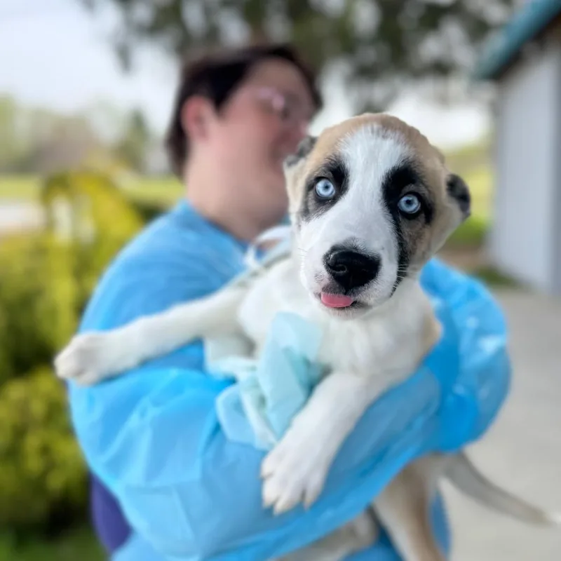 A baby small-sized male Brown / Chocolate Mixed Breed dog named Local for adoption in Hendersonville, NC