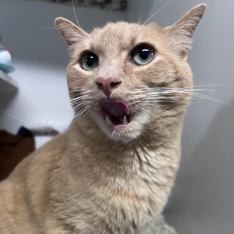 An adult medium-sized male Orange / Red Domestic Short Hair cat named Bumblebee for adoption in Waynesville, NC