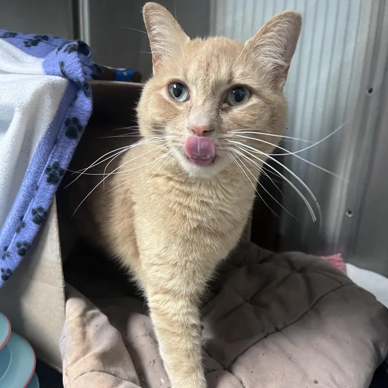 Bumblebee thumbnail 2